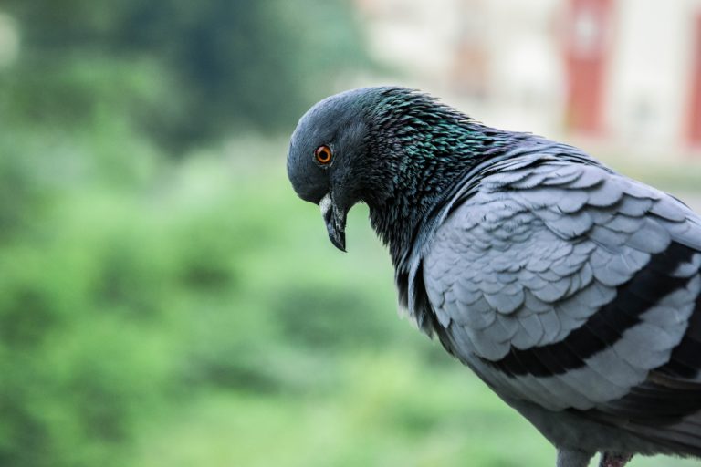 The blue rock dove or commonly just known as a pigeon, has well adapted to the urban landscape with the help of humans.